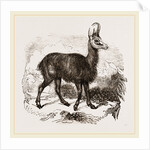 Chamois by Anonymous
