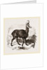 Chamois by Anonymous