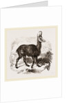 Chamois by Anonymous