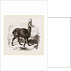 Chamois by Anonymous