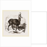 Chamois by Anonymous