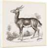 Dorcas Gazelle by Anonymous