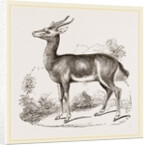 Dorcas Gazelle by Anonymous