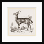 Dorcas Gazelle by Anonymous