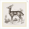 Dorcas Gazelle by Anonymous