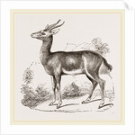 Dorcas Gazelle by Anonymous