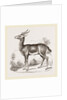 Dorcas Gazelle by Anonymous