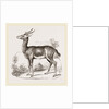 Dorcas Gazelle by Anonymous