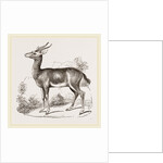 Dorcas Gazelle by Anonymous