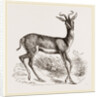 Soemmering's Antelope by Anonymous