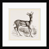 Soemmering's Antelope by Anonymous