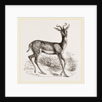 Soemmering's Antelope by Anonymous