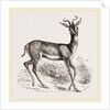 Soemmering's Antelope by Anonymous