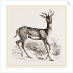 Soemmering's Antelope by Anonymous