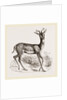 Soemmering's Antelope by Anonymous