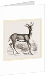 Soemmering's Antelope by Anonymous