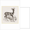 Soemmering's Antelope by Anonymous