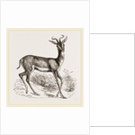 Soemmering's Antelope by Anonymous