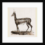 Blessbok by Anonymous