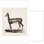 Blessbok by Anonymous