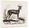 Dorcas Gazelle by Anonymous