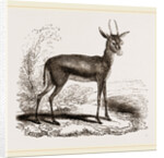 Dorcas Gazelle by Anonymous