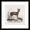 Dorcas Gazelle by Anonymous