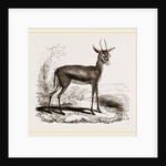 Dorcas Gazelle by Anonymous