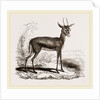 Dorcas Gazelle by Anonymous
