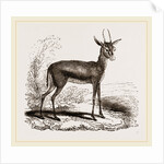 Dorcas Gazelle by Anonymous