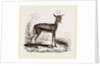 Dorcas Gazelle by Anonymous