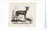 Dorcas Gazelle by Anonymous