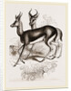 Ariel Gazelle by Anonymous