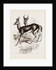 Ariel Gazelle by Anonymous