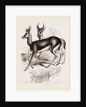Ariel Gazelle by Anonymous
