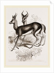 Ariel Gazelle by Anonymous