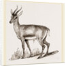 Ariel Gazelle by Anonymous
