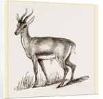 Ariel Gazelle by Anonymous