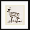 Ariel Gazelle by Anonymous