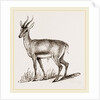 Ariel Gazelle by Anonymous