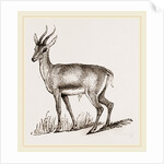 Ariel Gazelle by Anonymous