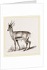 Ariel Gazelle by Anonymous