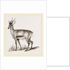 Ariel Gazelle by Anonymous
