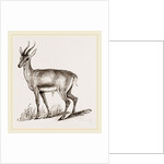 Ariel Gazelle by Anonymous