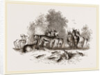Group of Ariel Gazelles by Anonymous