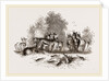 Group of Ariel Gazelles by Anonymous