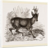 Roebuck by Anonymous
