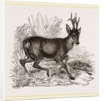 Roebuck by Anonymous