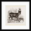 Roebuck by Anonymous