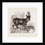 Roebuck by Anonymous